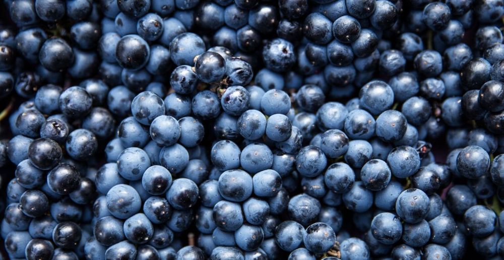 How to Grow Wine Grapes at Home Western Cape Online