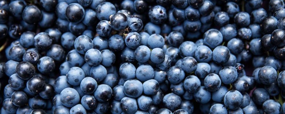 How to Grow Wine Grapes at Home